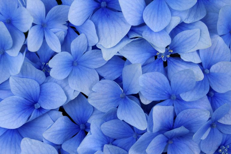 A closeup patch of bright blue Hydrangeas