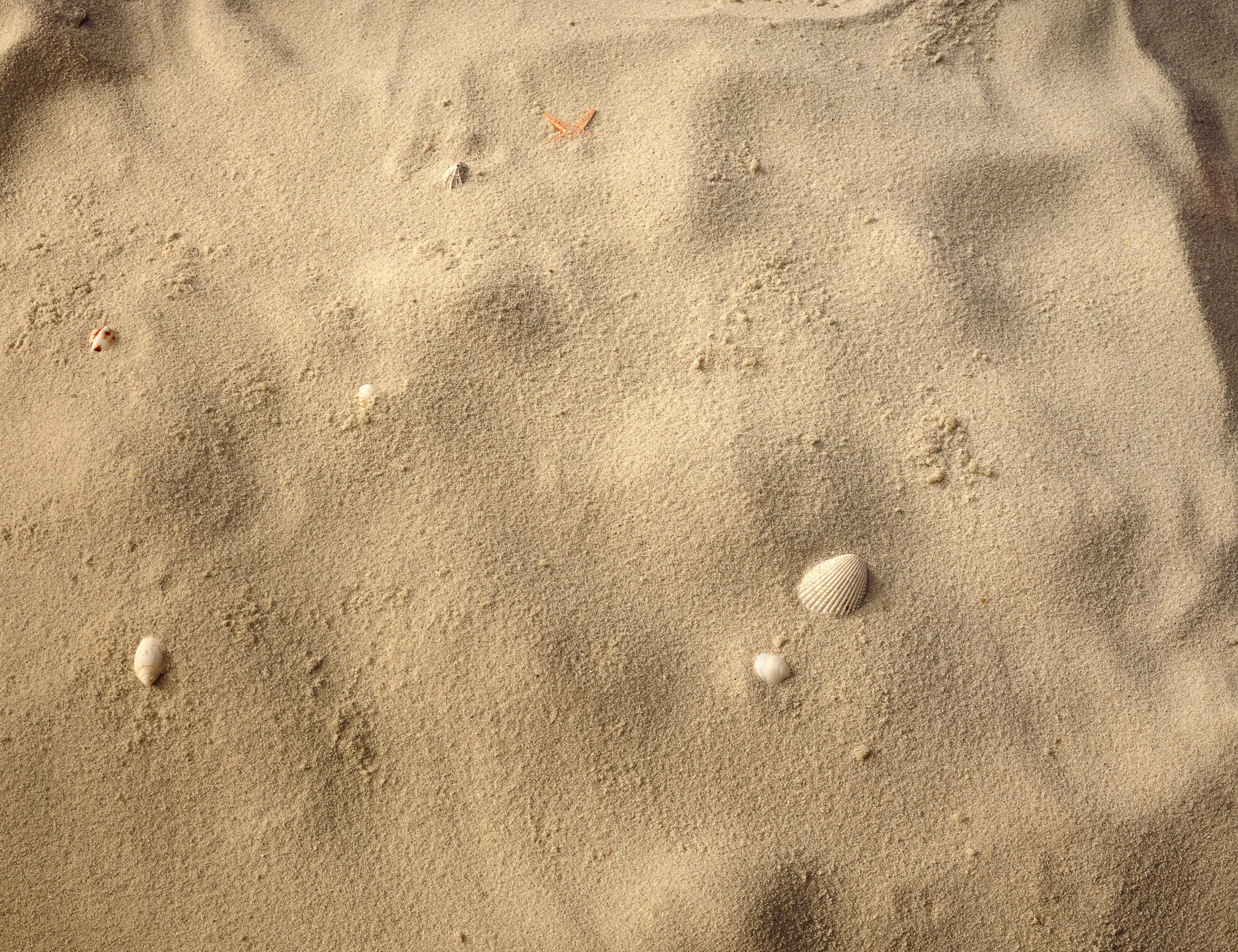 Overhead shot of various seashells in sand on a beach.