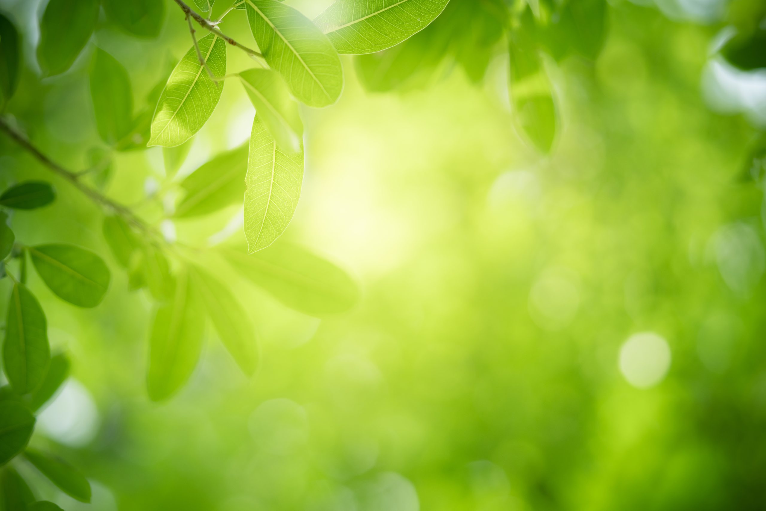 A green leaf background with sun shining through